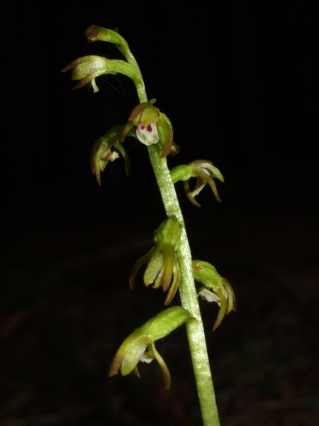 Sito a rischio 1 - Corallorhiza trifida